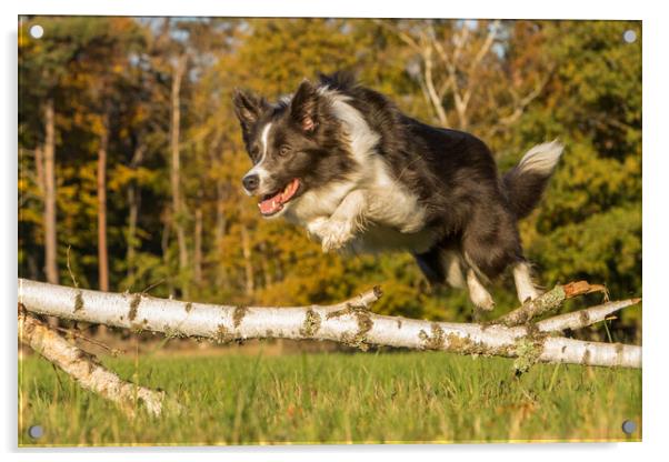 Jumping Amy Acrylic by Thomas Schaeffer