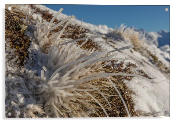 frozen grass Acrylic by Thomas Schaeffer