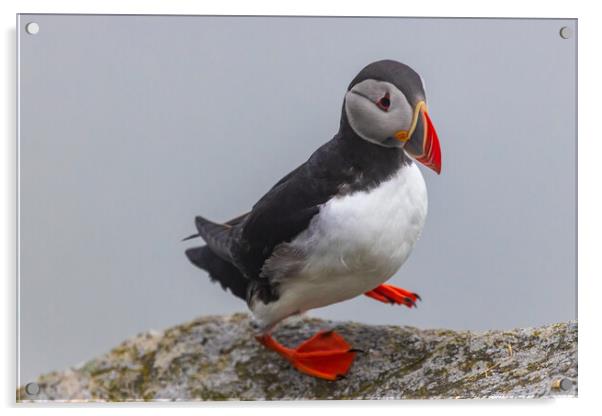 Puffin Acrylic by Thomas Schaeffer