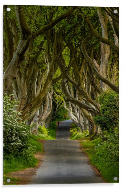 The Dark Hedges Acrylic by Thomas Schaeffer