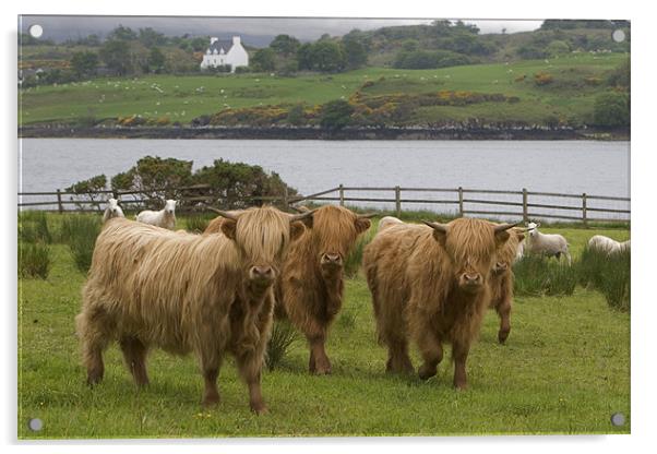 Highland cows Acrylic by Thomas Schaeffer