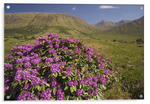 Glen Etive Acrylic by Thomas Schaeffer