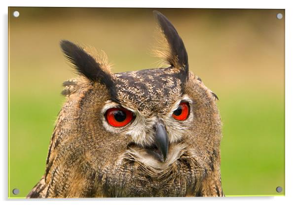 Owl Acrylic by Thomas Schaeffer