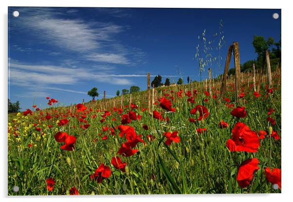 Toscana Acrylic by Thomas Schaeffer