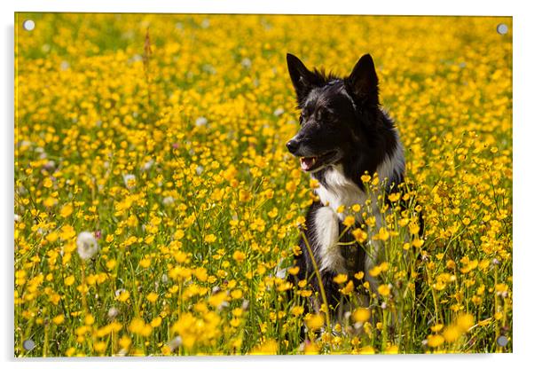 Dog in flowers Acrylic by Thomas Schaeffer