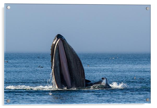Feeding humpback whale Acrylic by Thomas Schaeffer