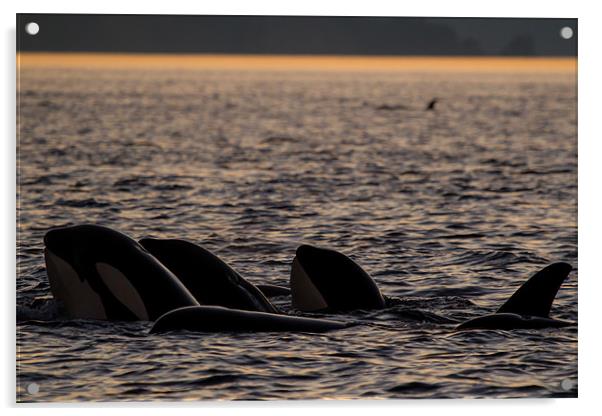 Orcas in Johnstone Strait at sunset Acrylic by Thomas Schaeffer