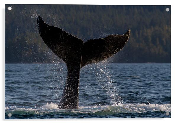 Humpback Whale Acrylic by Thomas Schaeffer