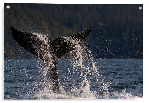 Humpback Whale Acrylic by Thomas Schaeffer