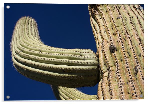 Saguaro Acrylic by Thomas Schaeffer