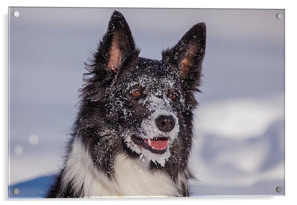 Snowface Acrylic by Thomas Schaeffer