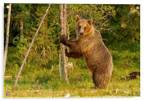 Brown bear in Martinselkonen Acrylic by Thomas Schaeffer