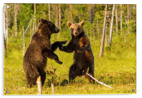 Dancing bears Acrylic by Thomas Schaeffer
