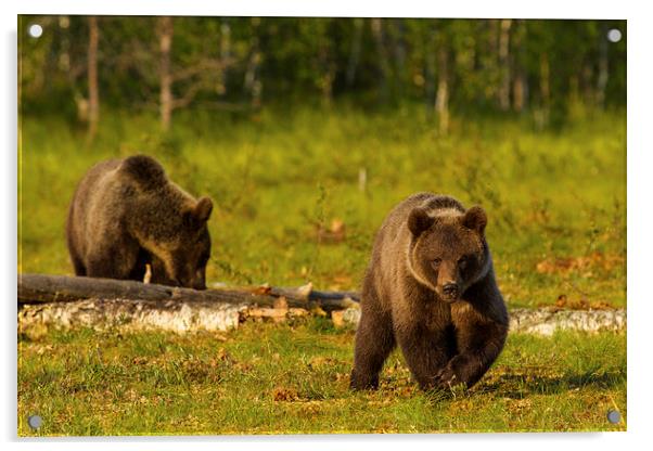 Brown bear in Martinselkonen Acrylic by Thomas Schaeffer