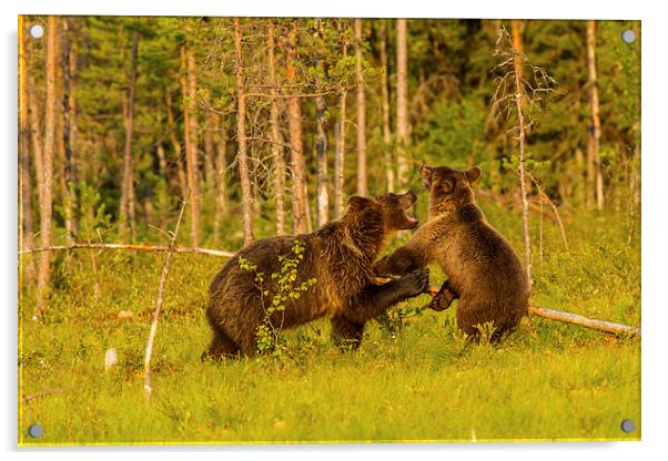 Brown bear in Martinselkonen Acrylic by Thomas Schaeffer