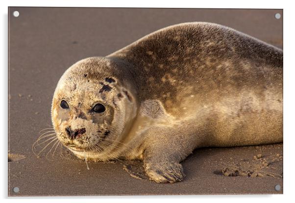 Seal pub Acrylic by Thomas Schaeffer