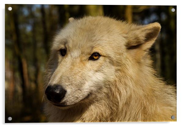 Arctic wolf Acrylic by Thomas Schaeffer
