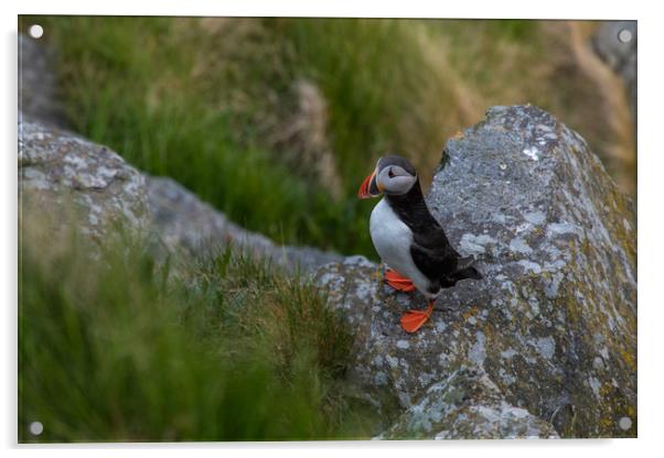 Puffin Acrylic by Thomas Schaeffer