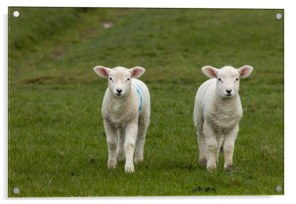 Lambs Acrylic by Thomas Schaeffer
