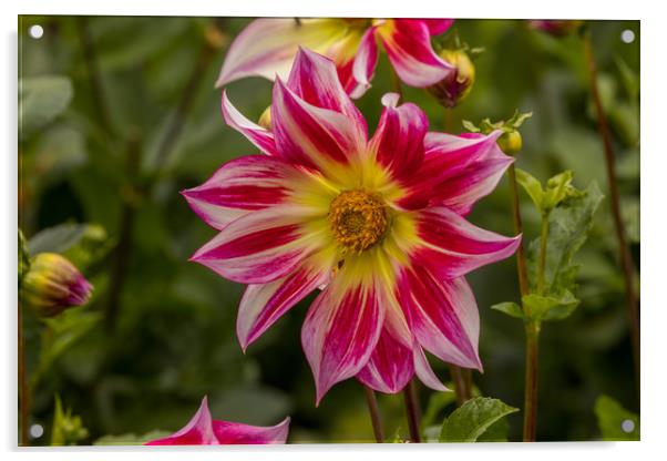 Dahlia Acrylic by Thomas Schaeffer