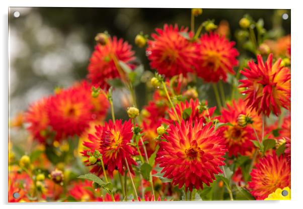 Dahlia Acrylic by Thomas Schaeffer