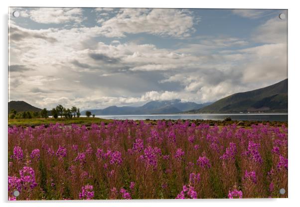 Fireweed at the Fjord Acrylic by Thomas Schaeffer