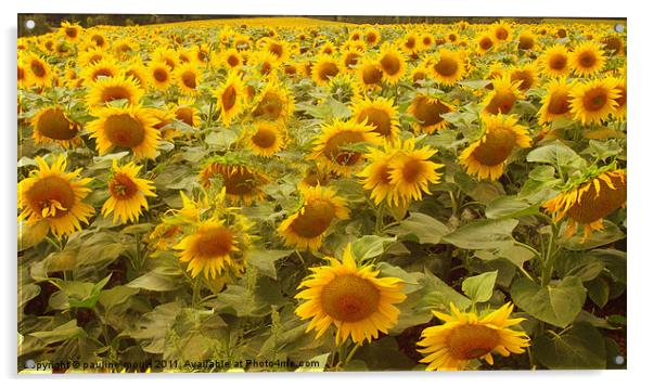 Just sunflowers! Acrylic by pauline morris