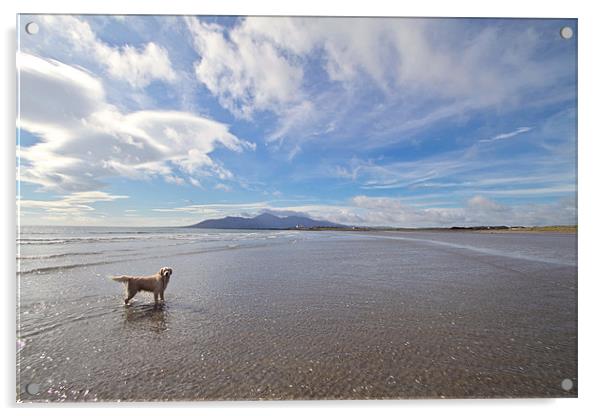 The Mournes from Tyrella Beach Acrylic by pauline morris