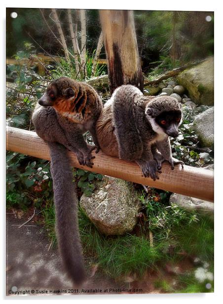 Mongoose Lemurs - Male and female Acrylic by Susie Hawkins