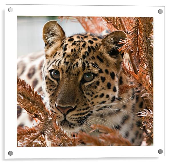 Amur Leopard Acrylic by Peter Wilson
