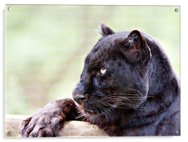 Black Leopard Acrylic by Peter Wilson