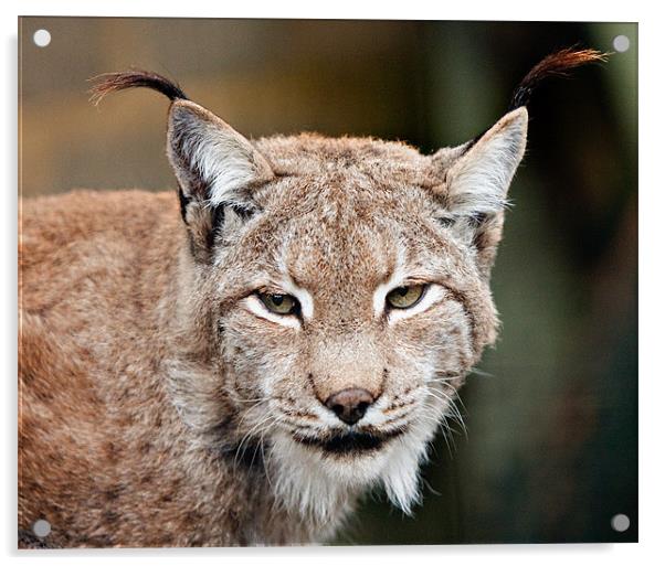 Eurasian Lynx Acrylic by Peter Wilson
