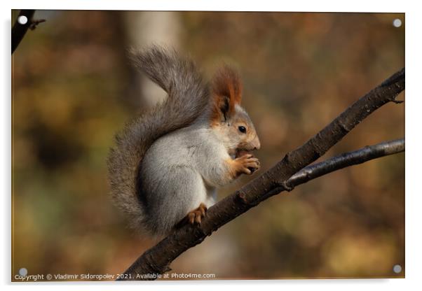 Squirrel on a branch Acrylic by Vladimir Sidoropolev