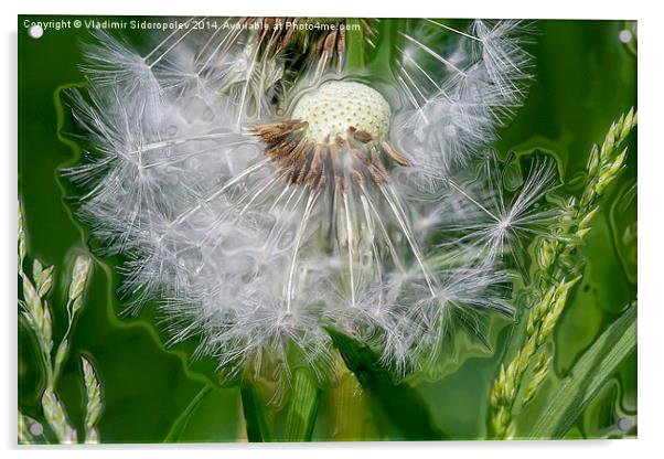  Dandelion Acrylic by Vladimir Sidoropolev