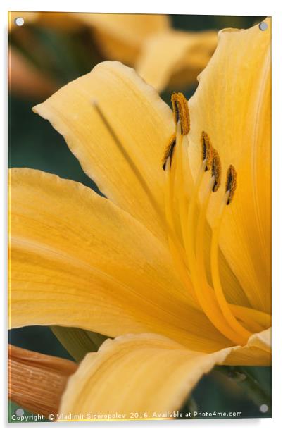 Yellow lily Acrylic by Vladimir Sidoropolev