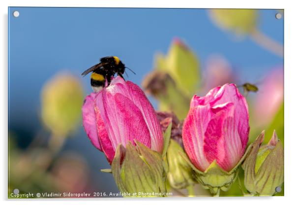 Flowers and bumblebee Acrylic by Vladimir Sidoropolev