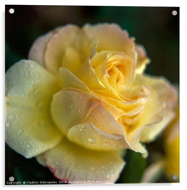 Yellow rose Acrylic by Vladimir Sidoropolev