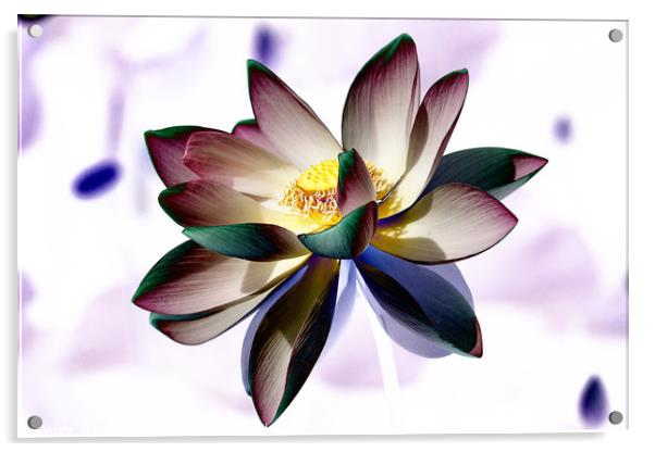 Lotus Acrylic by Vladimir Sidoropolev