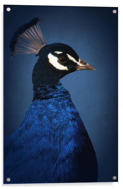 PORTRAIT OF A BLUE PEACOCK Acrylic by Tom York