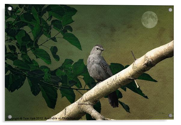 LITTLE BIRD Acrylic by Tom York