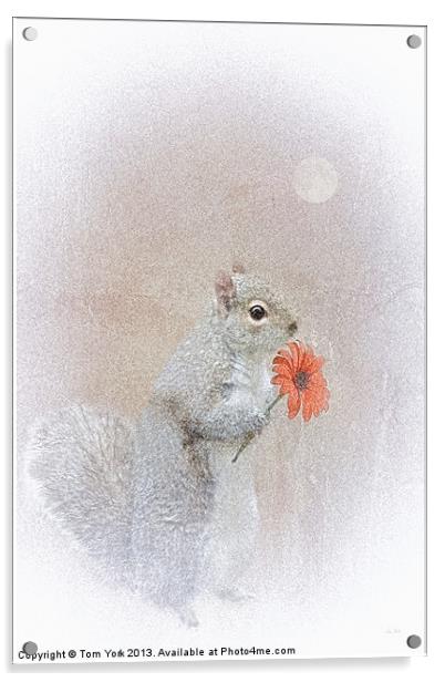 A SQUIRREL IN LOVE Acrylic by Tom York