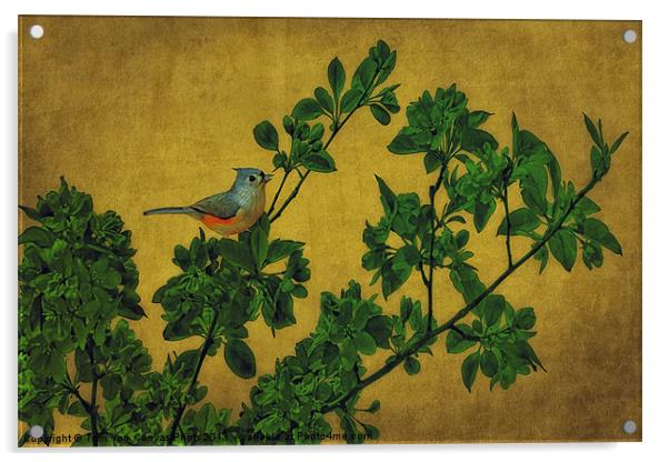 JUNCO ON A BRANCH Acrylic by Tom York