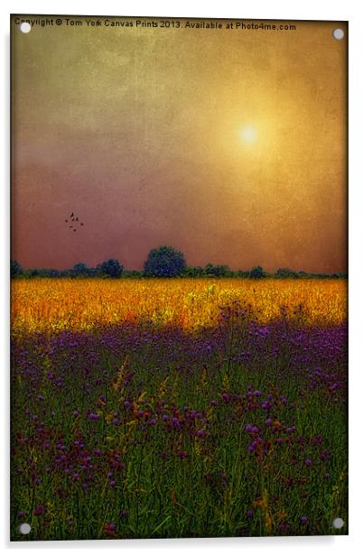 SUNSET IN THE MEADOW Acrylic by Tom York