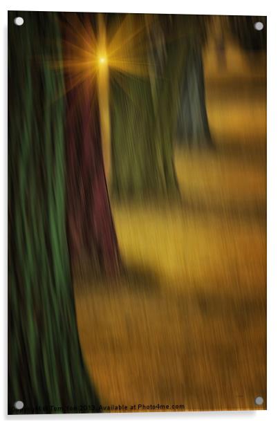 THE RAINBOW FOREST Acrylic by Tom York