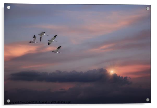 SNOW GEESE IN THE CLOUDS Acrylic by Tom York
