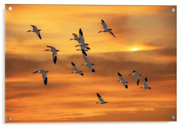 SNOW GEESE OF AUTUMN Acrylic by Tom York