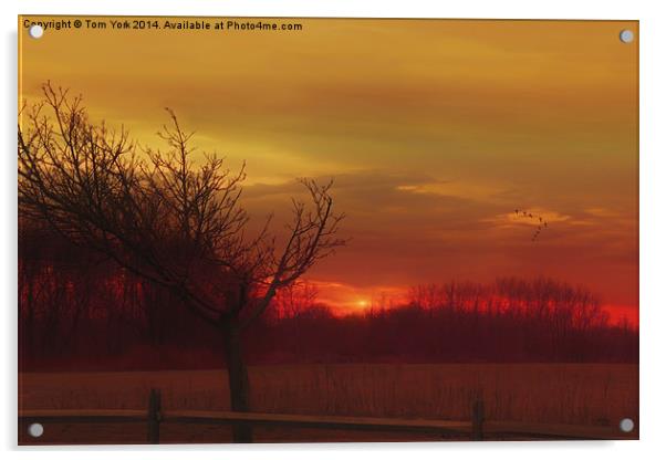 Rural Sunset Acrylic by Tom York