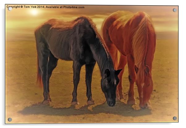 Horses In The Sunset Acrylic by Tom York