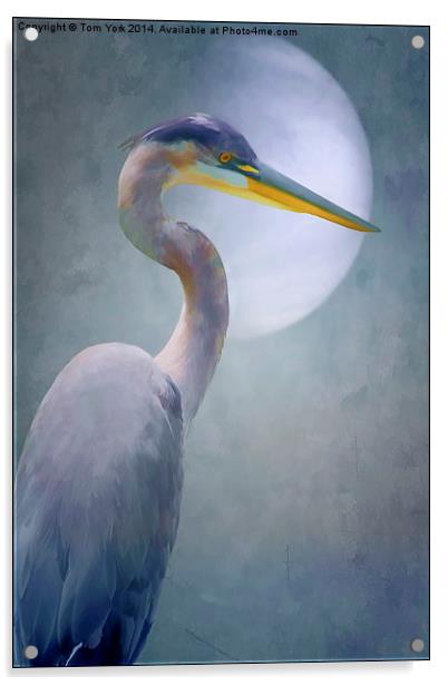 Portrait Of A Heron Acrylic by Tom York