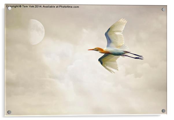 Egret In The Sky Acrylic by Tom York